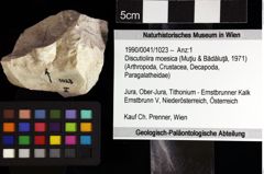 Foto (Objket + Etiketten) von Discutiolira moesica (Muţiu & Bădăluţă, 1971) 